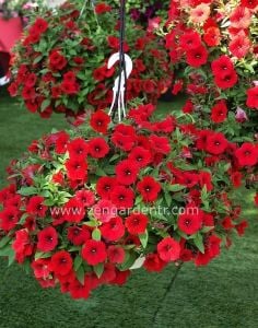Sarkan kırmızı petunya fidesi surfinia red 7 yada 9 cm saksıda