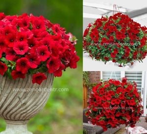 Sarkan kırmızı petunya fidesi surfinia red 7 yada 9 cm saksıda