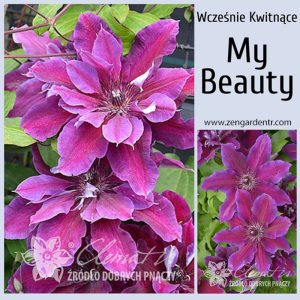 My beauty katlı çiçekli clematis fidanı orman asması erkenci