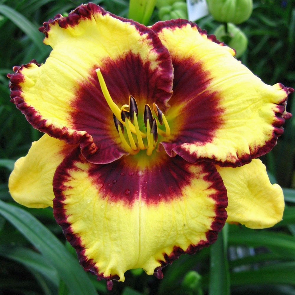 Calico Jack gün güzeli çiçeği saksıda hemerocallis