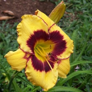 Calico Jack gün güzeli çiçeği saksıda hemerocallis
