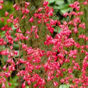 Heuchera sanguinea Bressingham Mercan Çanı Saksıda yetişmiş ithal