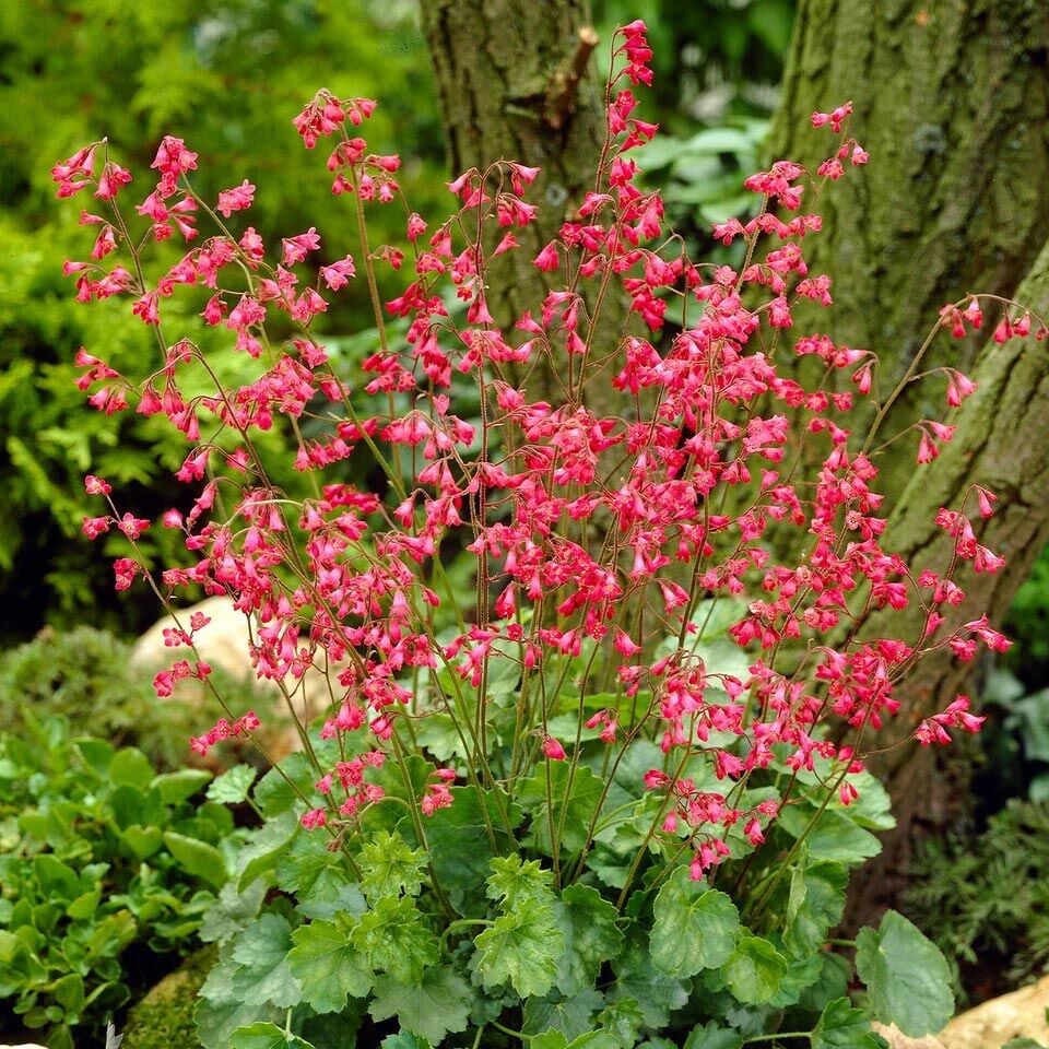 Heuchera sanguinea Bressingham Mercan Çanı Saksıda yetişmiş ithal