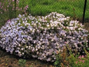 Çan çiçeği fidesi campanula incurva