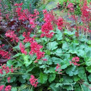 Heuchera Coral Petite Mercan Çanı Saksıda yetişmiş ithal