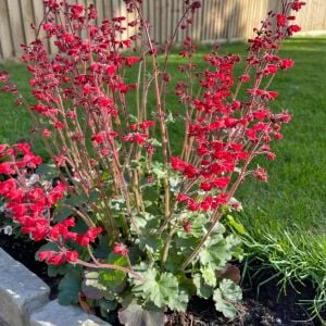 Heuchera Coral Petite Mercan Çanı Saksıda yetişmiş ithal