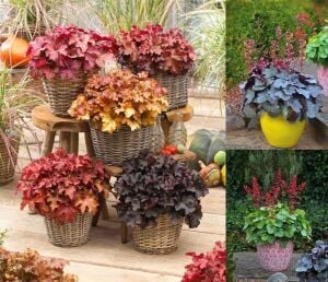 Heuchera Coral Petite Mercan Çanı Saksıda yetişmiş ithal