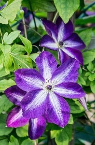 Night Veil clematis fidanı orman asması viticella