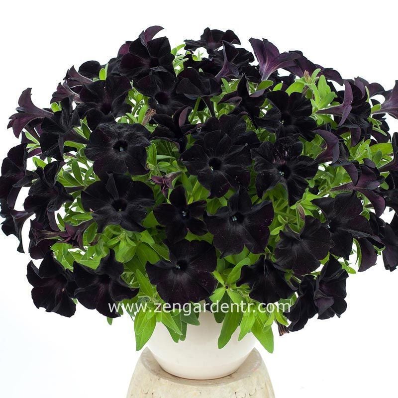 Siyah petunya fidesi pegasus patio back to black 7 yada 9 cm saksıda