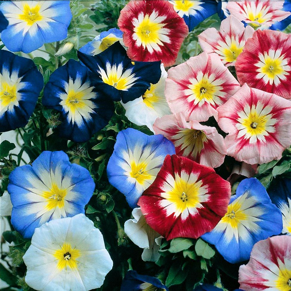 Karışık renk saksılık gündüz sefası tohumu convolvulus tricolor