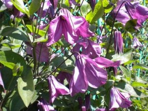 Pamiat Serdtsa clematis fidanı orman asması viticella