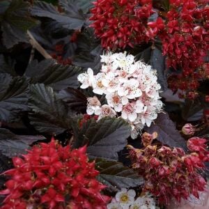 Physocarpus Red Baron çiçekli çalı saksıda yetişmiş ithal