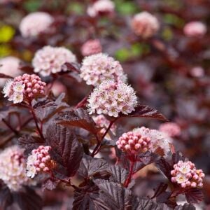 Physocarpus Red Baron çiçekli çalı saksıda yetişmiş ithal
