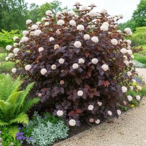 Physocarpus Red Baron çiçekli çalı saksıda yetişmiş ithal