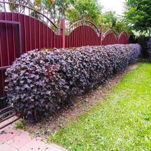 Physocarpus Red Baron çiçekli çalı saksıda yetişmiş ithal