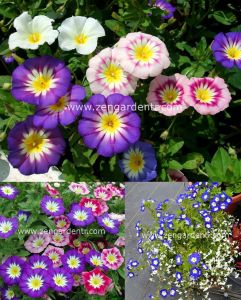 Karışık renk saksılık gündüz sefası tohumu convolvulus tricolor