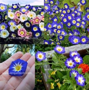 Karışık renk saksılık gündüz sefası tohumu convolvulus tricolor