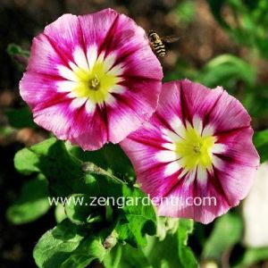 Karışık renk saksılık gündüz sefası tohumu convolvulus tricolor