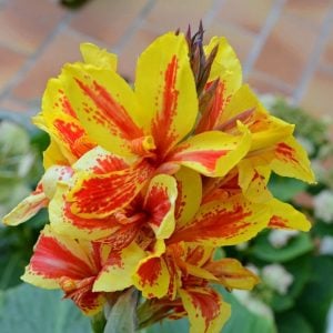 Reine charlotte canna tesbih çiçeği saksıda