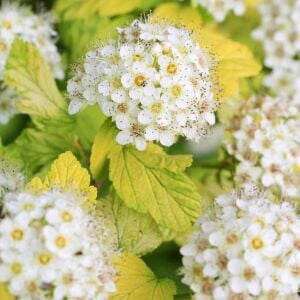 Physocarpus Dart’s Gold çiçekli çalı saksıda yetişmiş ithal