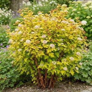 Physocarpus Dart’s Gold çiçekli çalı saksıda yetişmiş ithal