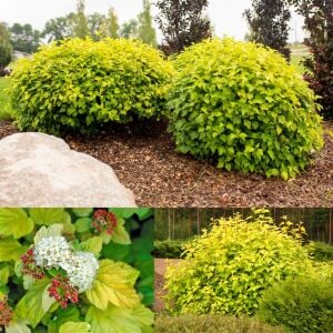 Physocarpus Dart’s Gold çiçekli çalı saksıda yetişmiş ithal