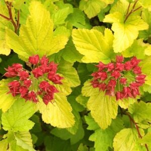 Physocarpus Dart’s Gold çiçekli çalı saksıda yetişmiş ithal