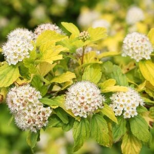 Physocarpus Dart’s Gold çiçekli çalı saksıda yetişmiş ithal