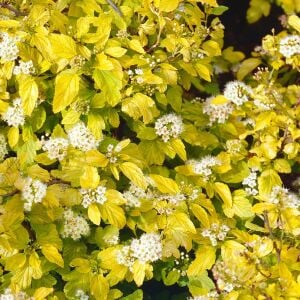 Physocarpus Dart’s Gold çiçekli çalı saksıda yetişmiş ithal