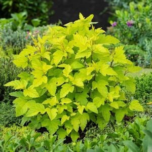 Physocarpus Dart’s Gold çiçekli çalı saksıda yetişmiş ithal