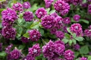 Purpurea Plena Elegans clematis fidanı orman asması viticella