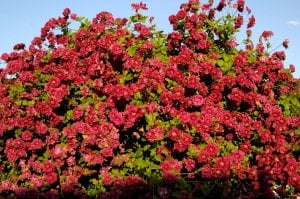 Purpurea Plena Elegans clematis fidanı orman asması viticella