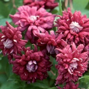 Purpurea Plena Elegans clematis fidanı orman asması viticella