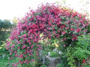 Purpurea Plena Elegans clematis fidanı orman asması viticella