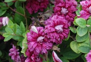 Purpurea Plena Elegans clematis fidanı orman asması viticella