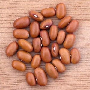 Alman çalı fasulye tohumu dutch brown atalık