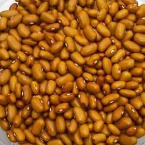 Alman çalı fasulye tohumu dutch brown atalık