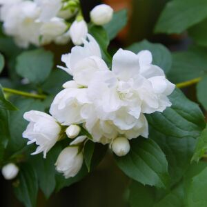 Katlı çiçekli Filbahri saksıda yetişmiş ithal Philadelphus Schneesturm