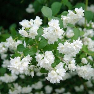 Katlı çiçekli Filbahri saksıda yetişmiş ithal Philadelphus Schneesturm