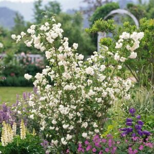 Katlı çiçekli Filbahri saksıda yetişmiş ithal Philadelphus Schneesturm