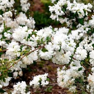 Katlı çiçekli Filbahri saksıda yetişmiş ithal Philadelphus Schneesturm