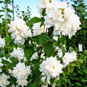 Katlı çiçekli Filbahri saksıda yetişmiş ithal Philadelphus Schneesturm