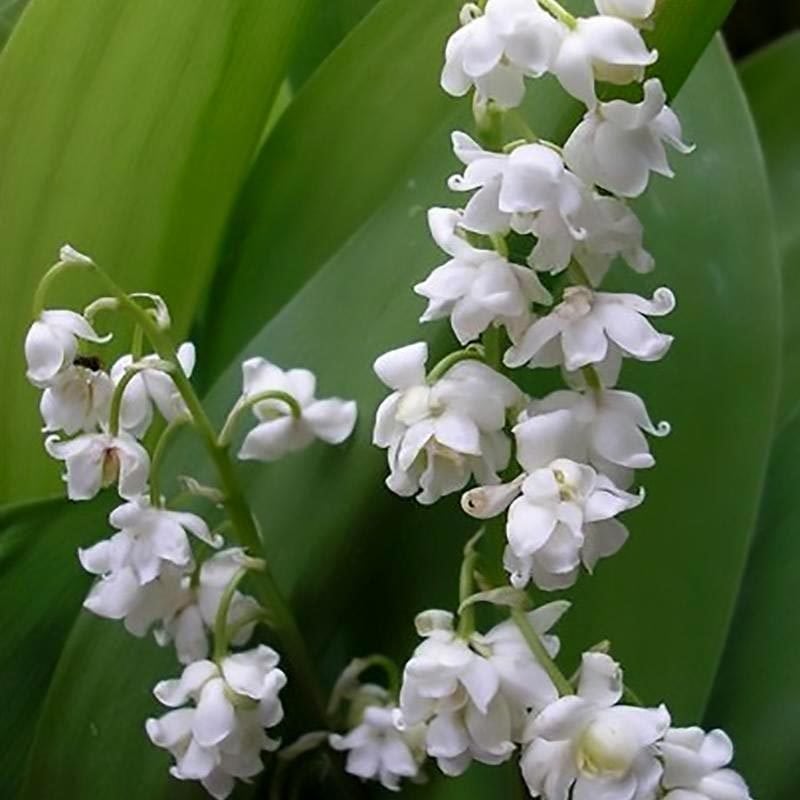 Katlı müge çiçeği soğanı convallaria prolificans lily of the valley