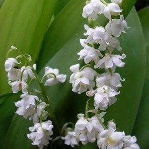Katlı müge çiçeği soğanı convallaria prolificans lily of the valley