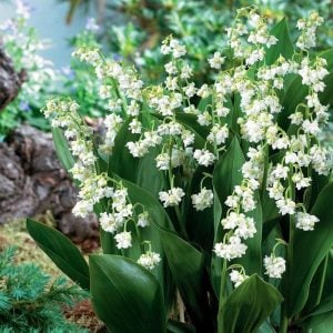 Katlı müge çiçeği soğanı convallaria prolificans lily of the valley