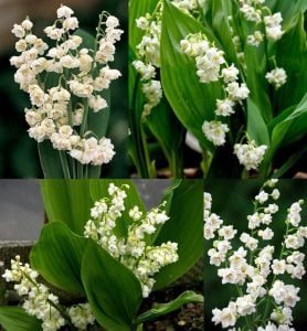 Katlı müge çiçeği soğanı convallaria prolificans lily of the valley