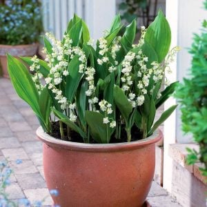 Katlı müge çiçeği soğanı convallaria prolificans lily of the valley