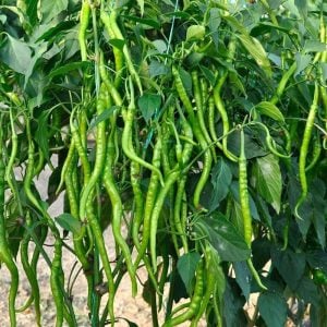 Acı kıl biber tohumu capsicum annuum