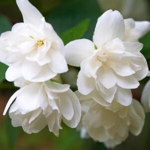 Snowbelle Filbahri saksıda yetişmiş ithal Philadelphus 'Snowbelle'