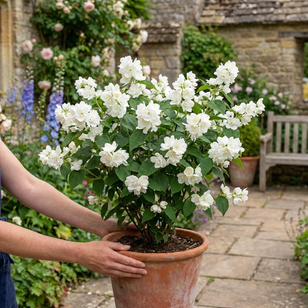 Snowbelle Filbahri saksıda yetişmiş ithal Philadelphus 'Snowbelle'